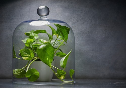 Expert Tips for Improving Indoor Air Quality